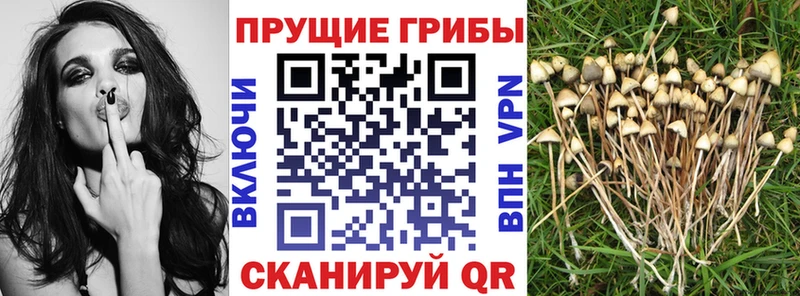 блэк спрут ONION  Купино  Галлюциногенные грибы Magic Shrooms  где найти наркотики 